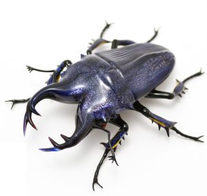 Alternative view of Altın Taşı / Aventurin Mavi Işıltılı  Frit 2mm