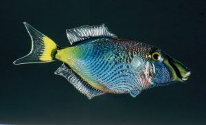 Alternative view of Tırtırlı Dikdörtgen Maşa 1,5x2,5xcm